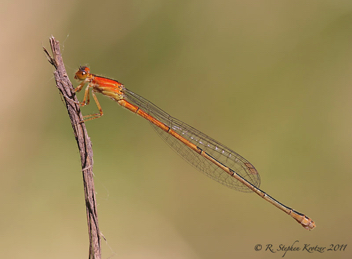 Ischnura prognata, female